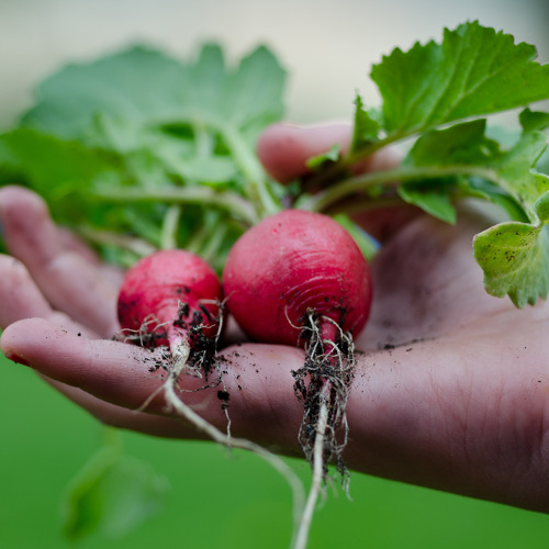 Gartentipps des BKD